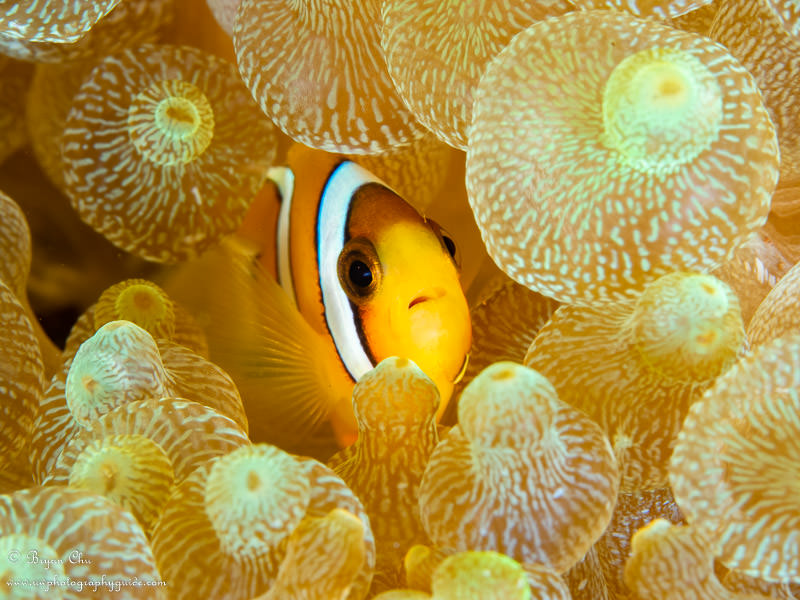 Anemone fish in bubble anemone